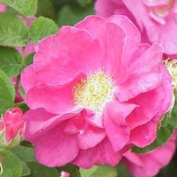 rosa officinalis Apteekriroos